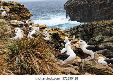 Albatross and rockhopper penguin rookeries on Falkland Islands