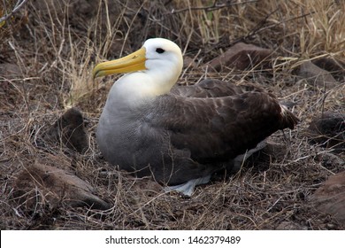 150 Albatross egg Images, Stock Photos & Vectors | Shutterstock