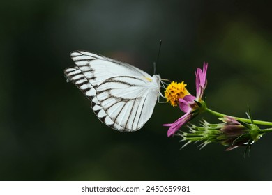 The Albatross Striped Butterfly, a beautiful little white butterfly in wildflower pollination - Powered by Shutterstock