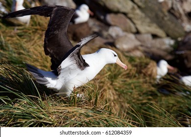 Albatross takes off at the Falkland Island