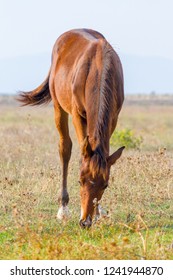 Alberese (Gr), Italy, A Horse Grazing In The Maremma Regional Park