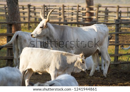Alberese (Gr), Italy, some cows in the Maremma Regional Park Imagine de stoc © 
