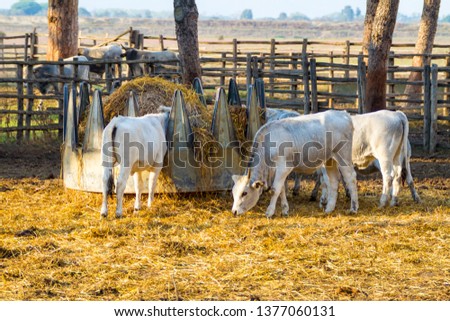 Alberese (Gr), Italy, some cows in the Maremma country, Tuscany Imagine de stoc © 