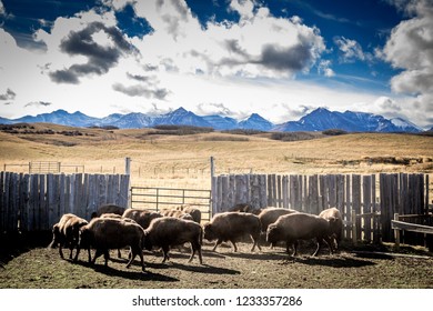 Alberta Buffalo Bison