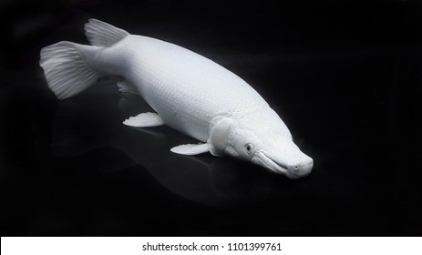 Albino Alligator Gar Or Atractosteus Spatula, Aligator Platinum Fish - Lepisosteidae