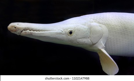 Albino Alligator Gar Or Atractosteus Spatula, Aligator Platinum Fish – Lepisosteidae