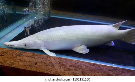 Albino Alligator Gar Or Atractosteus Spatula, Aligator Platinum Fish – Lepisosteidae