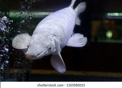 Albino Alligator Gar Or Atractosteus Spatula, Aligator Platinum Fish – Lepisosteidae