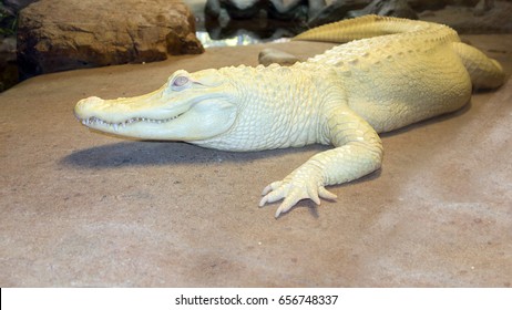 47,656 White alligator Images, Stock Photos & Vectors | Shutterstock