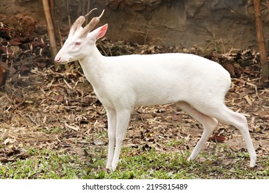 Albino Barking Deer Or Muntiacus Muntjak