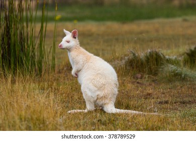 Albino Bennetts Wallaby