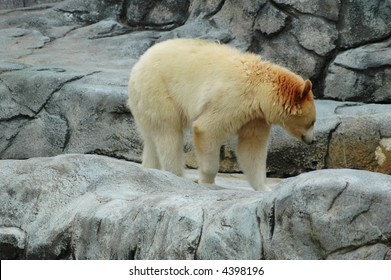 Albino Black Bear