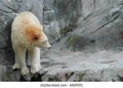 Albino Blackbear