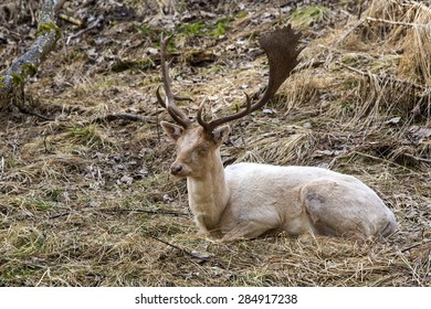 Albino Buck Deer Sits In The Forest