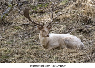 Albino Buck Deer Sits In The Forest