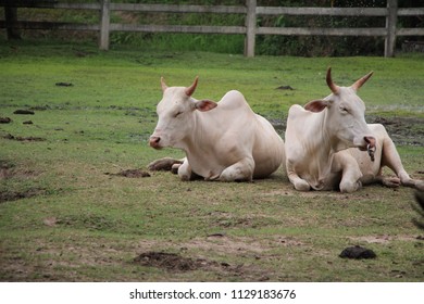 Albino Buffalo Background Stock Photo 1129183676 | Shutterstock