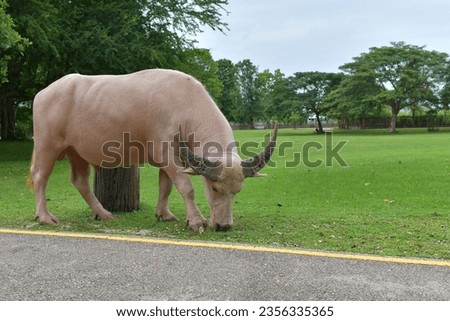 An albino buffalo with pink skin and white fur, a muscular body that looked strong and strong with fleshy claws, walked and ate fresh green grass on the side of the asphalt road.