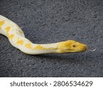 albino Burmese python or Burmese python