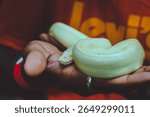Albino Burmese python (Python bivittatus) held gently in a hand, close-up view in an Indian zoo.