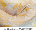 Albino Burmese python, close up on skin and scales with yellow and white colors.