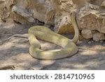 Albino Burmese python coiled beside rocks in reptile enclosure.
