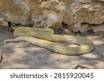 Albino Burmese python coiled beside rocks in reptile enclosure.