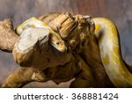 Albino burmese python ( Golden Thai python) 