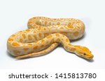 Albino Burmese Python (Python molurus bivittatus) isolated on white background