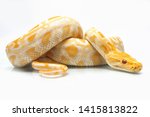 Albino Burmese Python (Python molurus bivittatus) isolated on white background