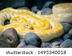 Albino Burmese Python (Python molurus bivittatus). Golden yellow snake lying on ground