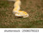 Albino Burmese Python (Python molurus bivittatus)