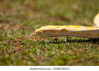 Albino Burmese Python (Python molurus bivittatus)