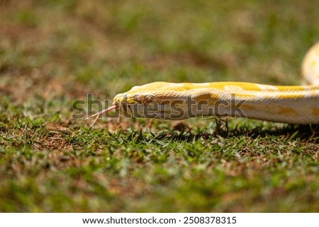 Albino Burmese Python (Python molurus bivittatus)