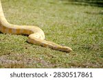 Albino burmese python moving across a vibrant green lawn