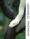 The Albino Burmese Python is native to southern and southeastern Asia. They are found in tropic and subtropical areas, usually in trees and often near water and seem to be a semi-aquatic species.