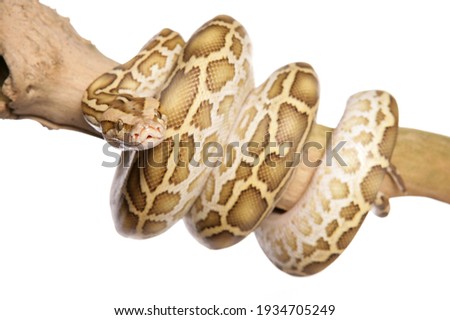 Albino Burmese Python on a branch in a studio isolated on a white background