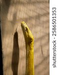 Albino Burmese Python in Sunlight with Shadow on the Wall