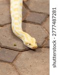 An albino Burmese python with vibrant yellow and white patterns crawling across a paved walkway.