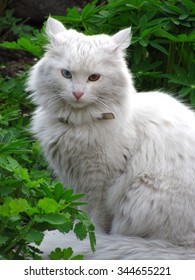 Albino Cat