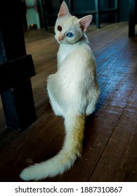 Albino Cat With Different Ayes