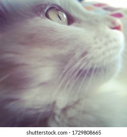 Albino Cat Gaze Looking Through A Window