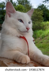 Albino Cat Looking At The Landscape