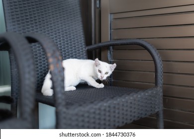 Albino Cat Lying On A Chair Gets Scared