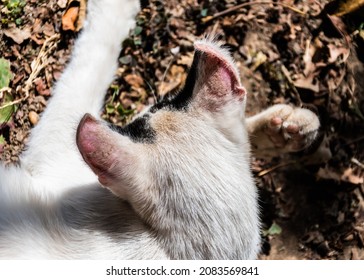 15 280 Wounded Animal Images Stock Photos Vectors Shutterstock