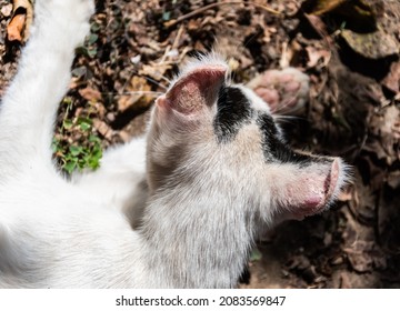 Albino Cat With Sunburn On The Ears.