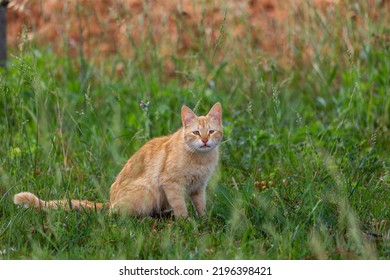 An Albino Cat With Yellow Fur.