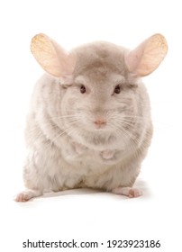 Albino Chinchilla Pet Isolated On White Stock Photo (Edit Now) 1923923183