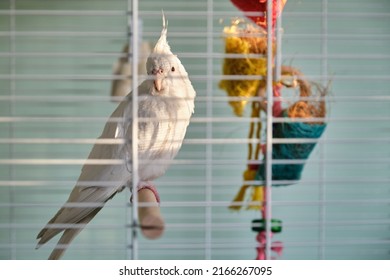 Albino cockatiel sunbathing perching on a wooden pole in the birdcage.