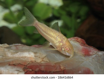 An Albino Cory Catfish In An Aquarium