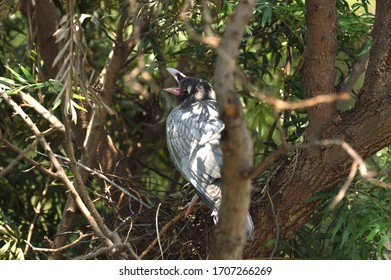 Albino Crow In A Shaded Tree  